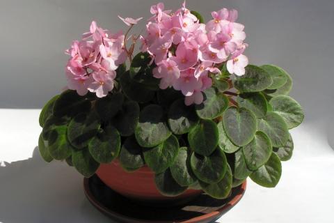 Деток фиалки отделяют при высоте 4 см — цветоводы