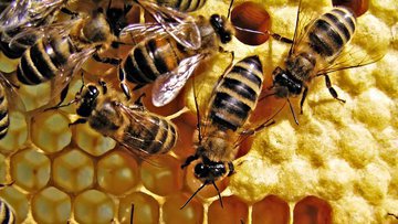 Пчелиный апокалипсис