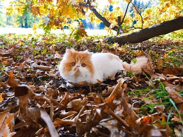 Кошки с приплюснутыми мордами всегда ходят с 