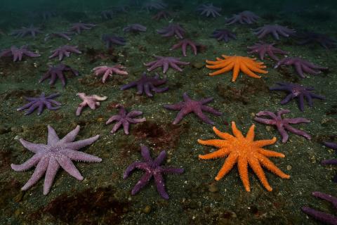 Психологи: морская звезда океана символизирует силу и гармонию