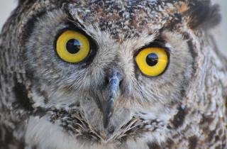 Выжить под елью и отбиться от совы: как катание на сноуборде обернулось борьбой за выживание