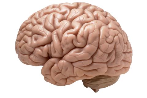 Мозг на голоде: учёные доказали, что отказ от еды не делает нас глупее