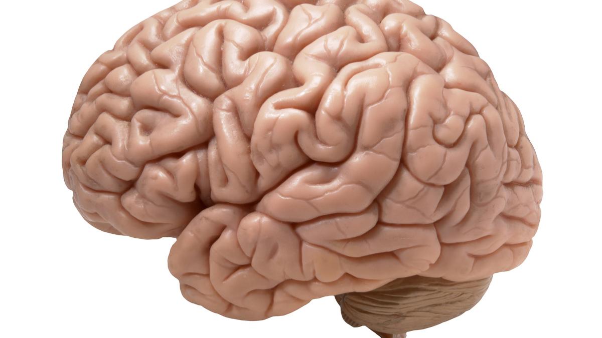 Головной мозг