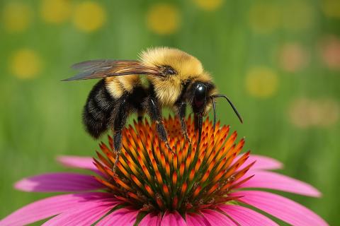 Учёные доказали, что шмели способны распознавать азбуку Морзе