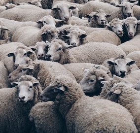 На Украине волонтеры спасли овец