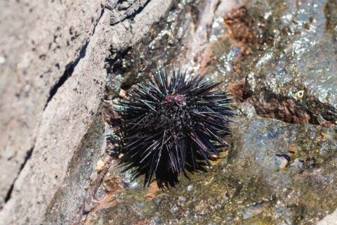 Мозг растворился в теле: морские ежи изменили представление о разуме