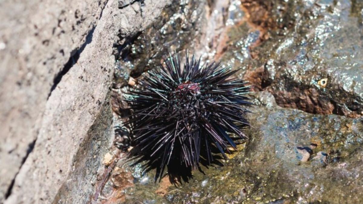 Морской еж