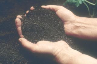 Грунт для рассады заготавливают в декабре — огородники