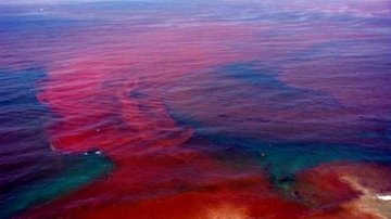 Необычные природные явления. Что такое красный прилив? (часть 1)