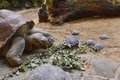 Самый старый случай рака кости диагностирован у 240-миллионной черепахи без раковины Самый старый случай рака кости диагностирован у 240-миллионной черепахи без раковины