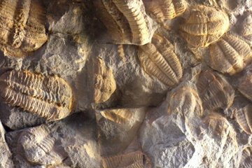 Самые древние окаменелости, которые были найдены, могут оказаться просто камнями