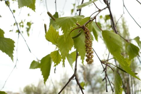 Берёза повислая KR 04