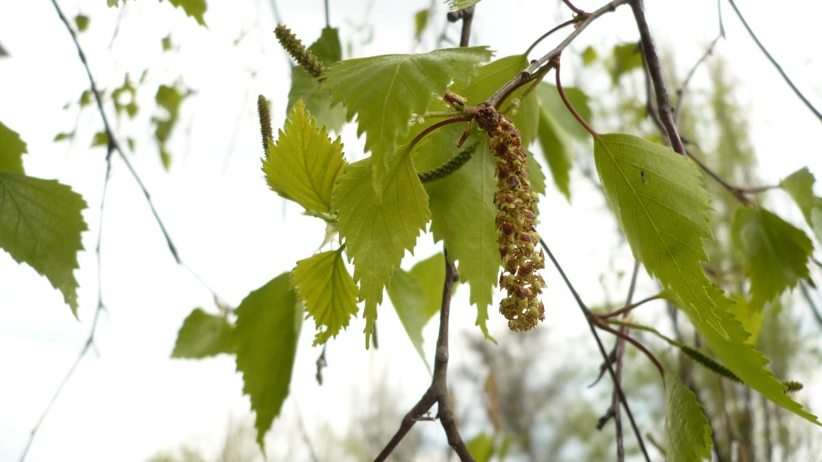 Берёза повислая KR 04