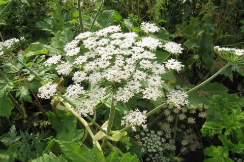 Новгородские ученые разработали устройство для борьбы с борщевиком — СПб ФИЦ РАН