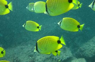 Красота под контролем щитовидки: как гормоны формируют окраску рыб