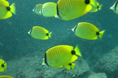 Красота под контролем щитовидки: как гормоны формируют окраску рыб