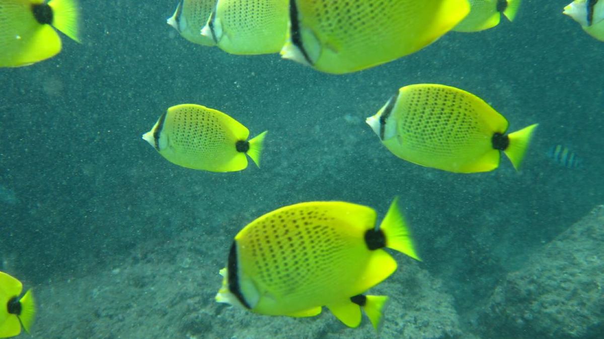 Рыба в воде