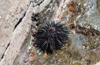 Морские ежи могут воспринимать мир без центрального мозга — Джек Ульрих-Лютер