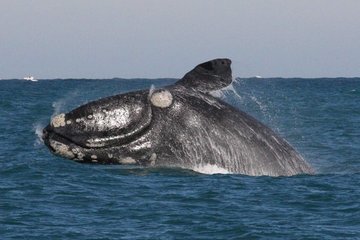 Редкий кит появился в акватории заповедника 