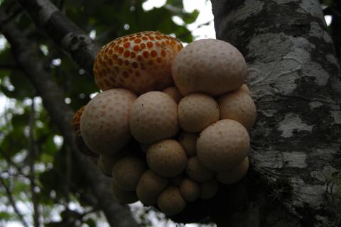 Два неизвестных вида грибов зафиксированы в Аргентине — Conicet