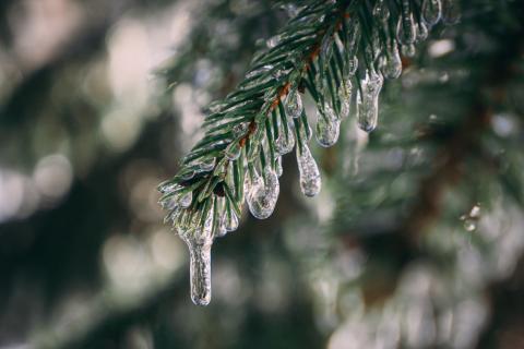 Елки отправят в Экотехнопарк для переработки и отопления домов — Минприроды Мурманской области