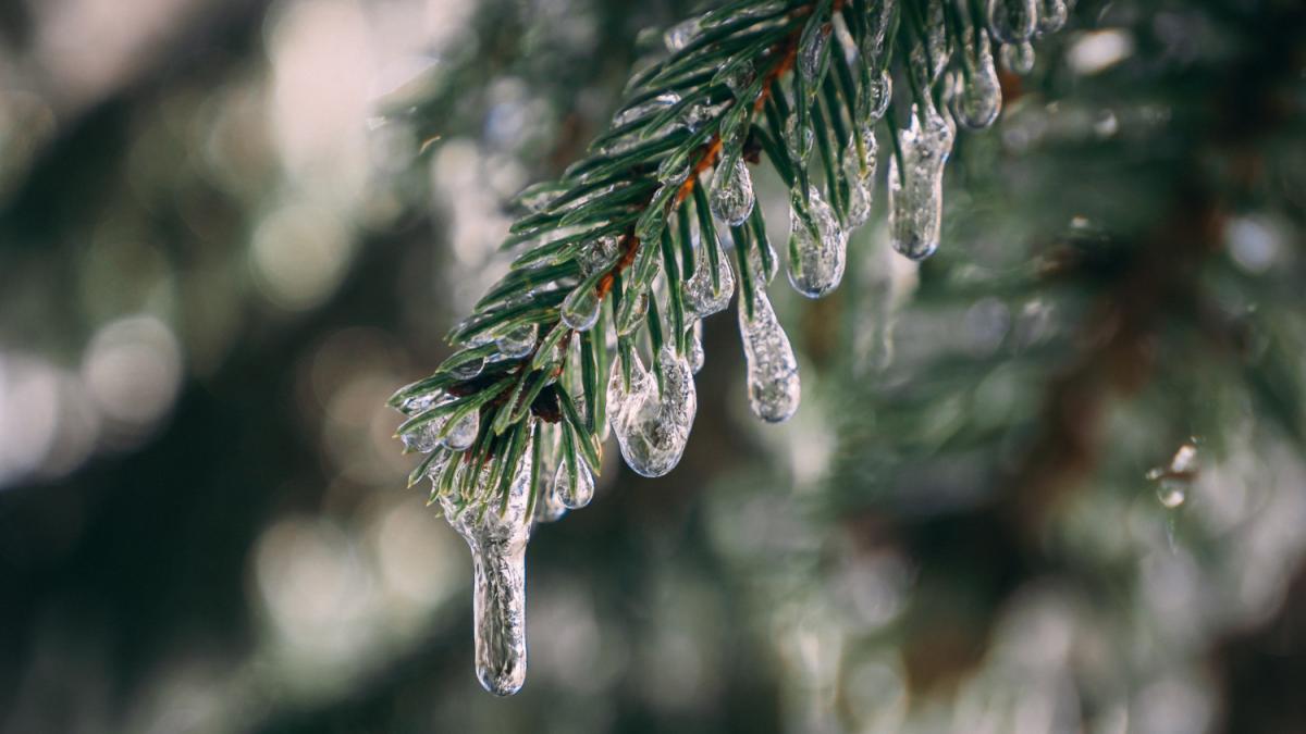 Ветка ёлки во льду