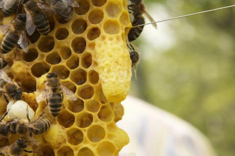 В ульях периодически случаются революции: вот почему пчёлы объявляют импичмент своей королеве В ульях периодически случаются революции: вот почему пчёлы объявляют импичмент своей королеве