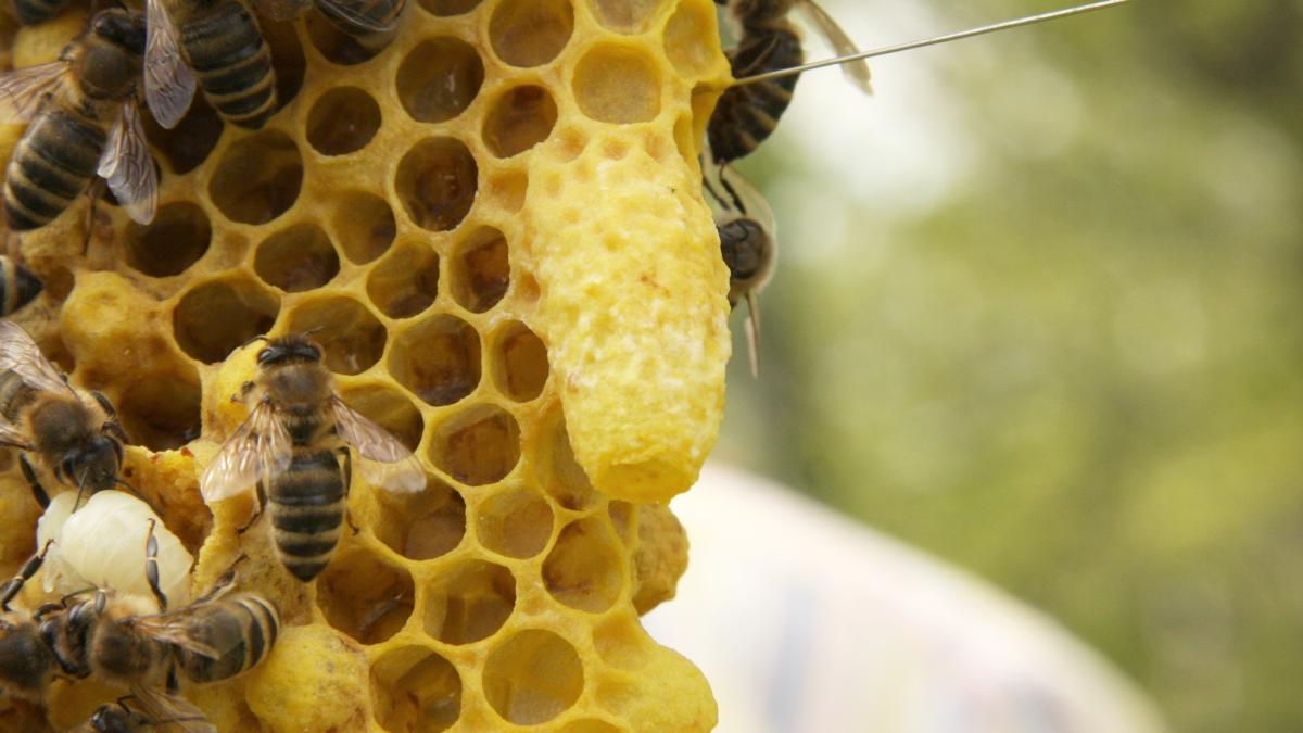 Пчёлы Пчёлы