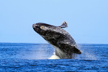 Эти удивительные голубые киты