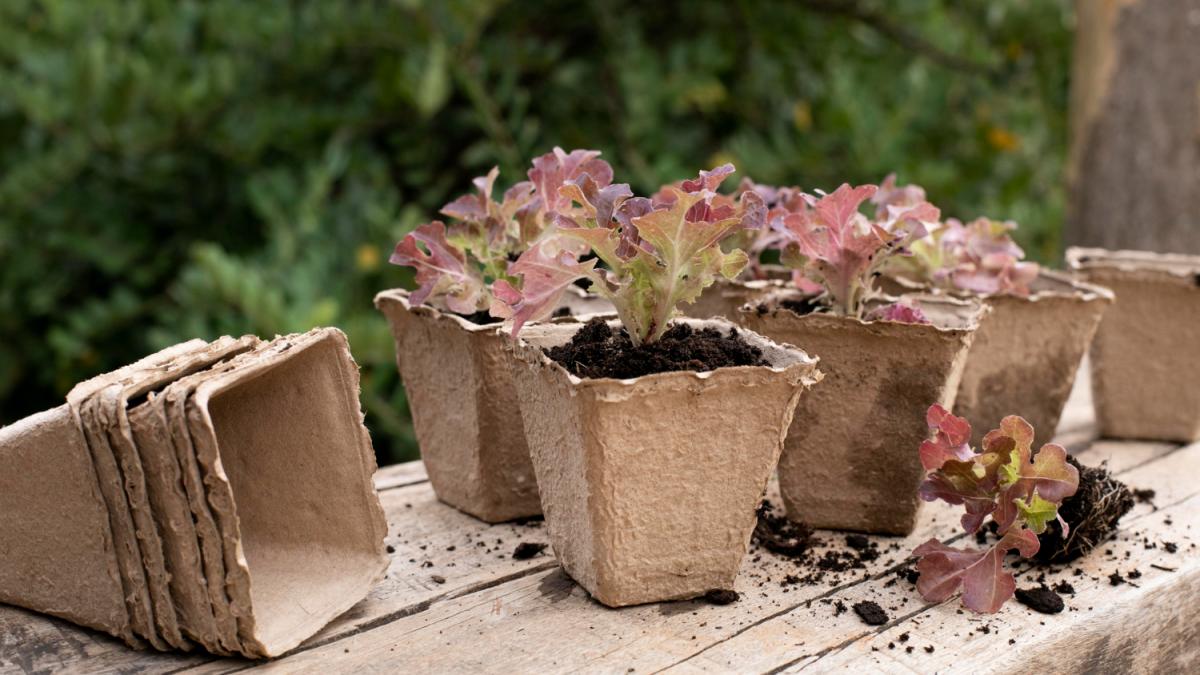 Цветы в горшках