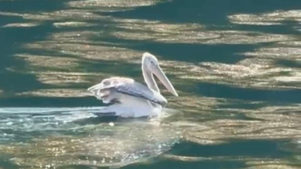 Пеликан в одном из озер курорта Роза Хутор