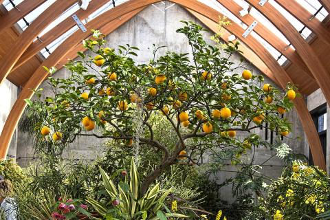 Холодный парник продлил сезон выращивания зелени зимой — агрономы