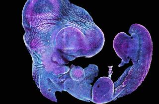 Родители получают доступ к геномным данным эмбрионов — GDPR