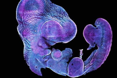 Родители получают доступ к геномным данным эмбрионов — GDPR