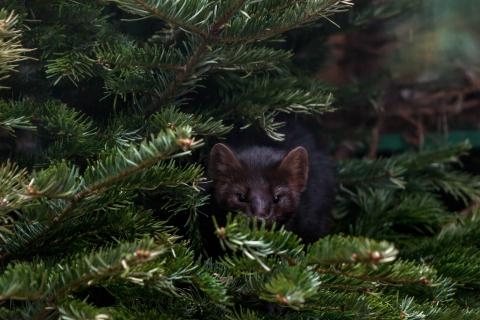 Хабаровск запустил экологическую акцию Ёлочный круговорот — ИА ХКС