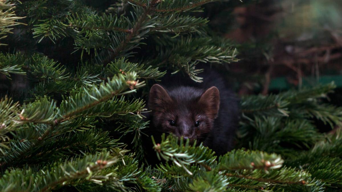 елки для животных