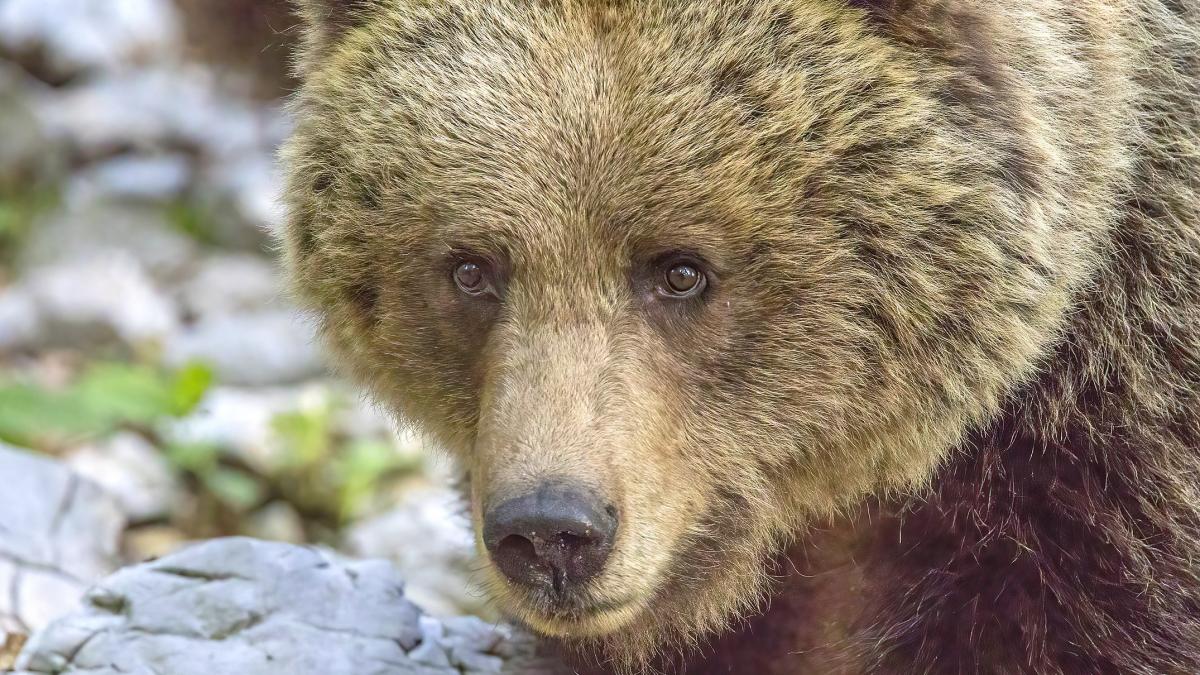 Eurasian brown bear (Ursus arctos arctos) adult female head Eurasian brown bear (Ursus arctos arctos) adult female head