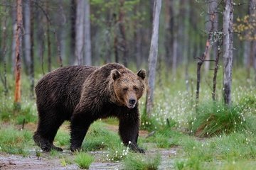 Медведей на Дальнем Востоке стало больше