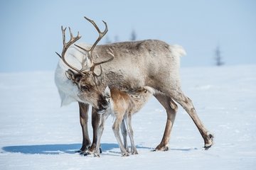 На Шпицбергене погибли свыше 200 северных оленей