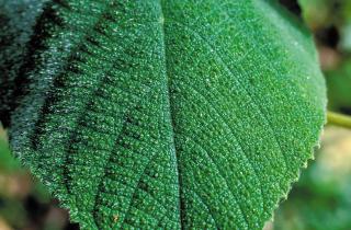 Пересыхание грунта ведёт к сбросу листвы — цветоводы