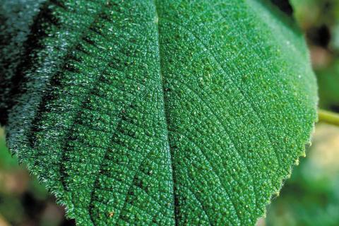 Пересыхание грунта ведёт к сбросу листвы — цветоводы