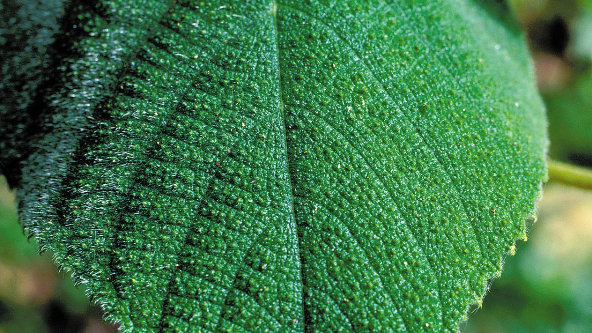 Жалящее дерево