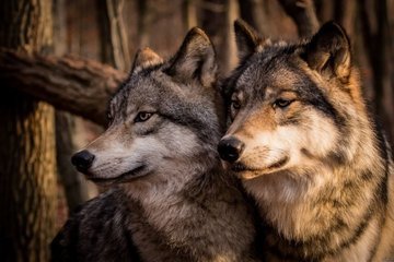 Волки острова Ройял в Мичигане открывают новые данные об отношениях хищник-жертва