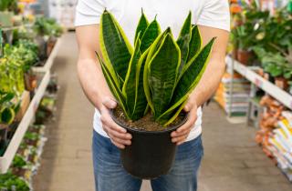 Сансевиерия теряет корни при грубом делении и замедляет рост