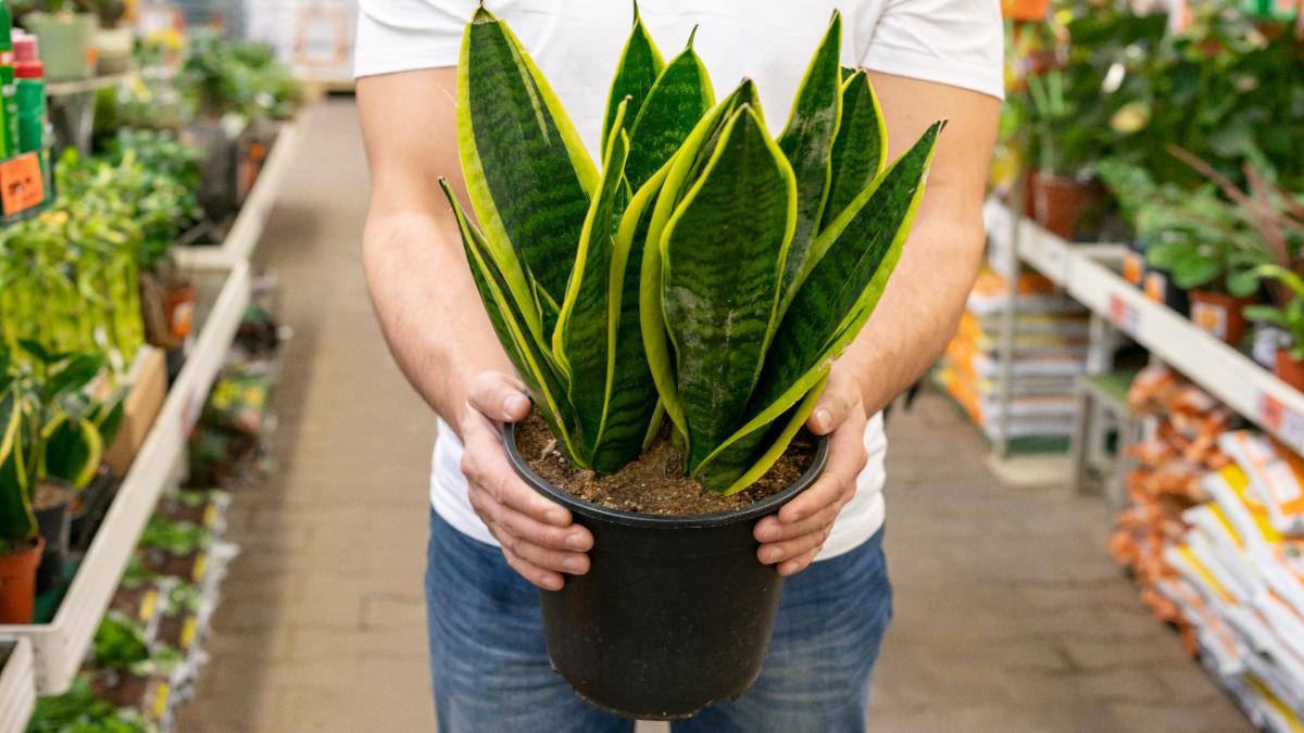 Сансевиерия