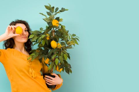 Лимон на вашей кухне: как вырастить плодоносящее деревце с помощью отходов