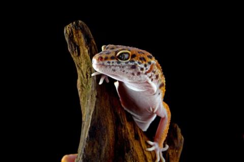 Nature: окаменелость с острова Скай раскрыла раннюю эволюцию змей и ящериц