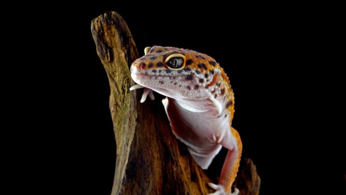 домашняя ящерица