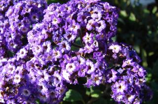 Гелиотроп вреден для людей и животных — ботаники