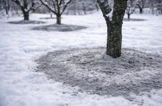 Черный снег на участке — безумие или мудрость? Почему дачники бросают золу под деревья